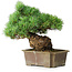 Pinus parviflora, 28 cm, ± 30 ans