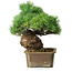 Pinus parviflora, 28 cm, ± 30 ans