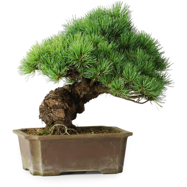 Pinus parviflora, 28 cm, ± 30 años