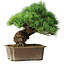 Pinus parviflora, 28 cm, ± 30 ans