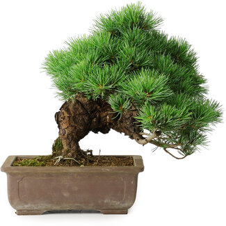 Pinus parviflora, 30 cm, ± 30 ans