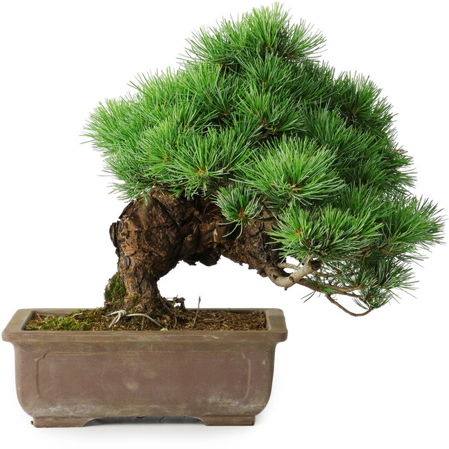 Pinus parviflora, 30 cm, ± 30 años
