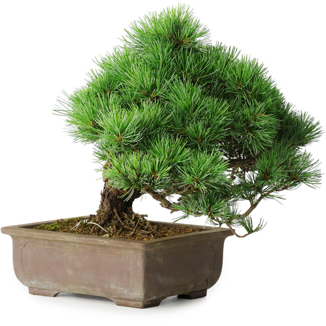 Pinus parviflora, 30 cm, ± 30 jaar oud
