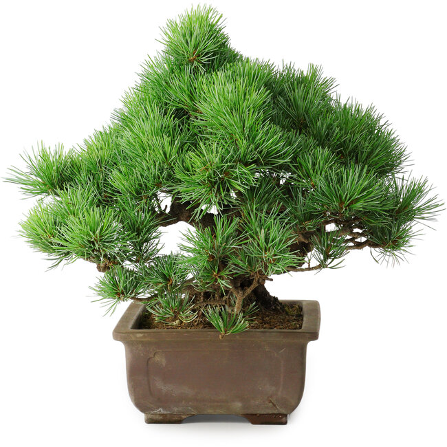 Pinus parviflora, 30 cm, ± 30 years old