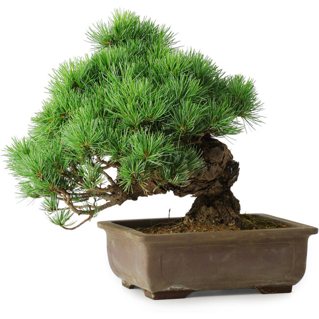 Pinus parviflora, 30 cm, ± 30 años