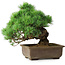 Pinus parviflora, 30 cm, ± 30 years old