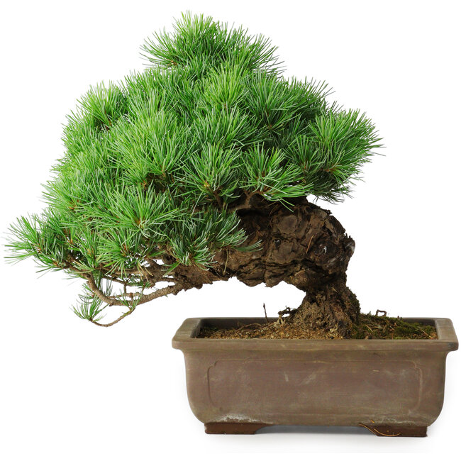 Pinus parviflora, 30 cm, ± 30 years old