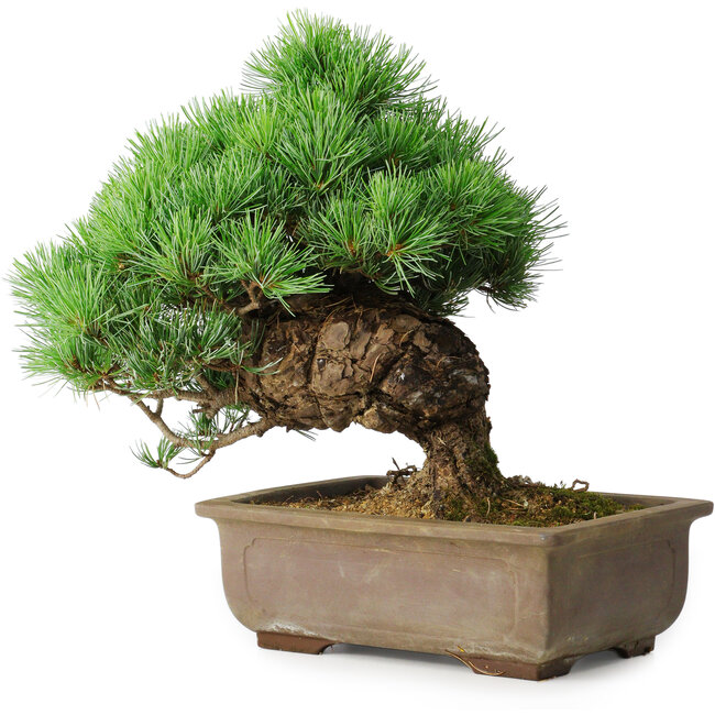 Pinus parviflora, 30 cm, ± 30 ans
