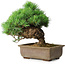 Pinus parviflora, 30 cm, ± 30 Jahre alt