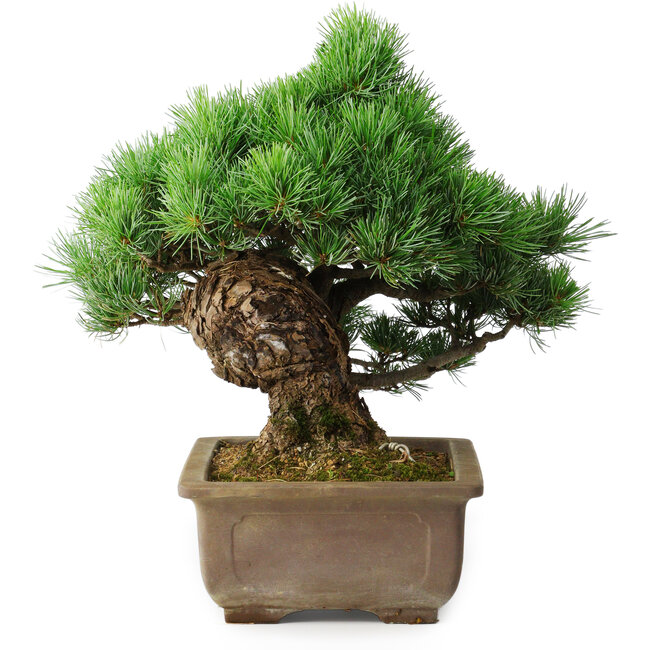 Pinus parviflora, 30 cm, ± 30 jaar oud