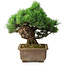 Pinus parviflora, 30 cm, ± 30 ans