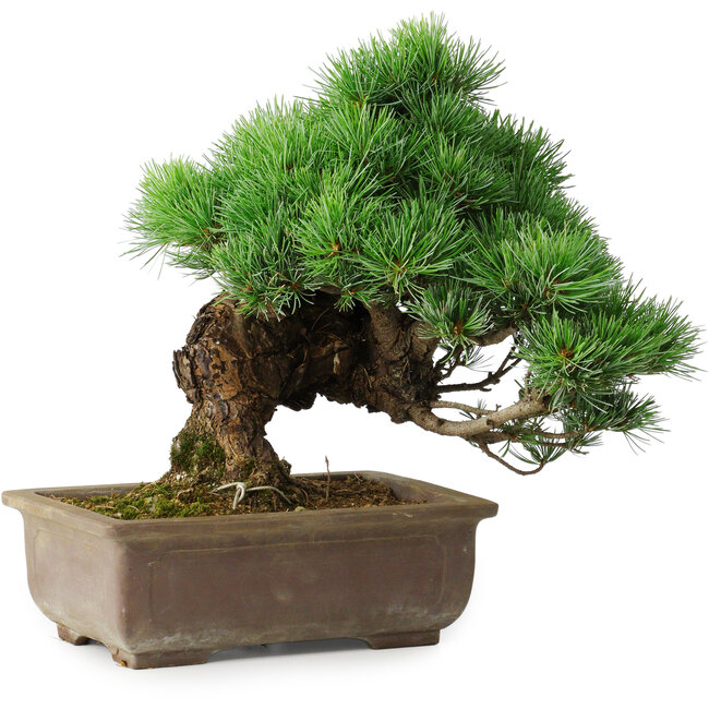 Pinus parviflora, 30 cm, ± 30 jaar oud