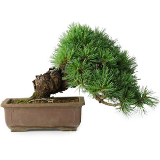 Pinus parviflora, 24 cm, ± 30 jaar oud