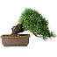 Pinus parviflora, 24 cm, ± 30 Jahre alt