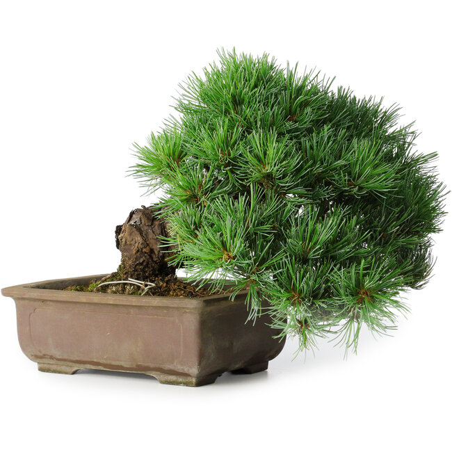 Pinus parviflora, 24 cm, ± 30 ans