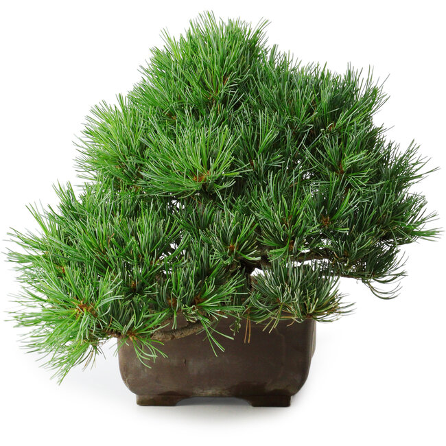 Pinus parviflora, 24 cm, ± 30 years old