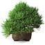 Pinus parviflora, 24 cm, ± 30 years old