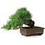 Pinus parviflora, 24 cm, ± 30 jaar oud