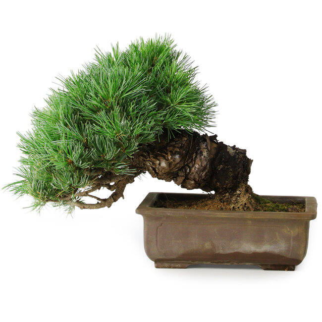 Pinus parviflora, 24 cm, ± 30 jaar oud