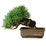 Pinus parviflora, 24 cm, ± 30 years old