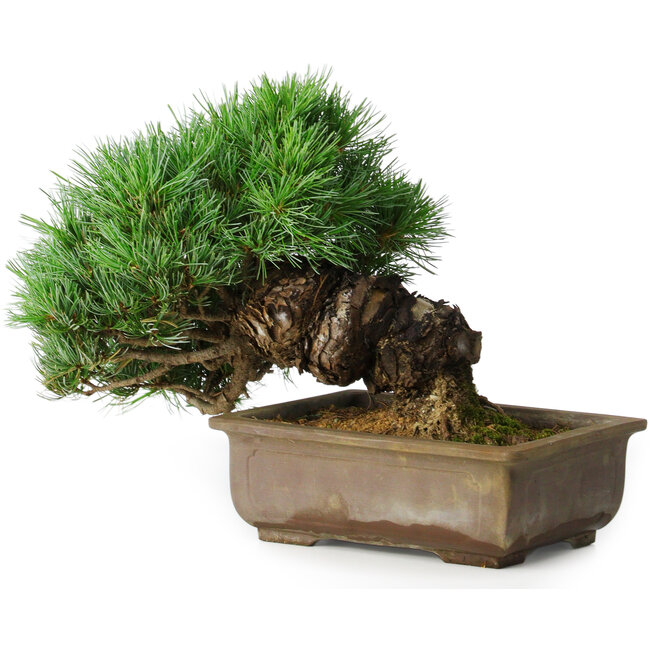 Pinus parviflora, 24 cm, ± 30 Jahre alt
