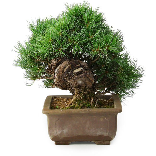 Pinus parviflora, 24 cm, ± 30 ans