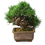 Pinus parviflora, 24 cm, ± 30 Jahre alt