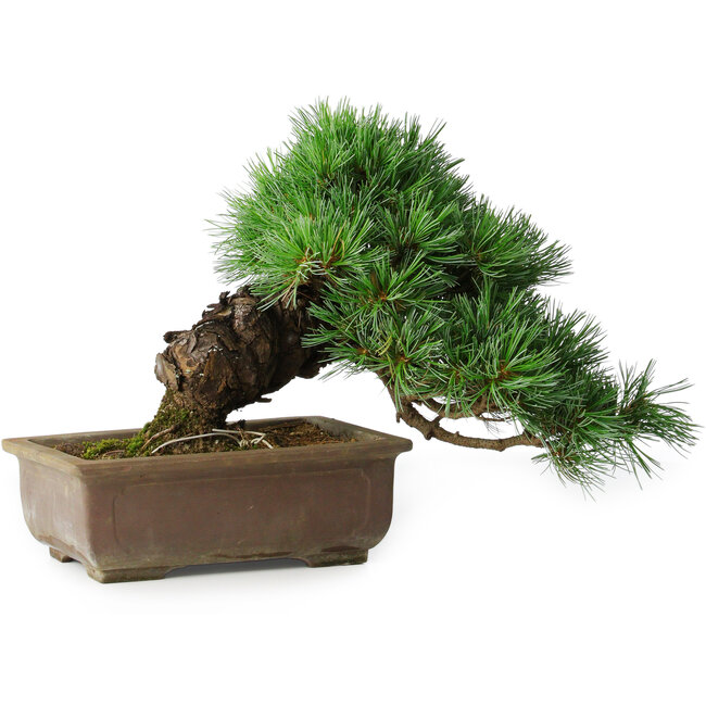 Pinus parviflora, 24 cm, ± 30 Jahre alt