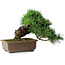 Pinus parviflora, 24 cm, ± 30 jaar oud