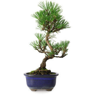 Pinus thunbergii Kotobuki, 24,5 cm, ± 10 Jahre alt