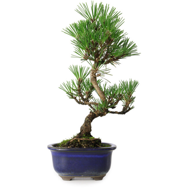 Pinus thunbergii Kotobuki, 24,5 cm, ± 10 años