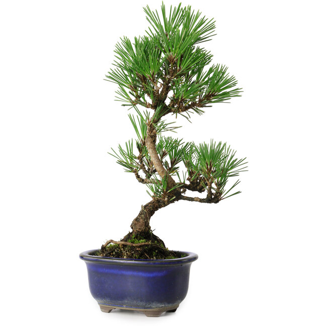 Pinus thunbergii Kotobuki, 24,5 cm, ± 10 ans