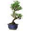 Pinus thunbergii Kotobuki, 24,5 cm, ± 10 Jahre alt