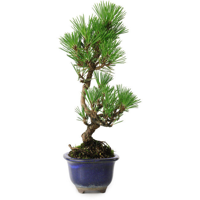 Pinus thunbergii Kotobuki, 24,5 cm, ± 10 ans