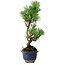 Pinus thunbergii Kotobuki, 24,5 cm, ± 10 years old