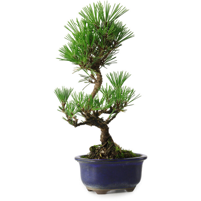 Pinus thunbergii Kotobuki, 24,5 cm, ± 10 Jahre alt
