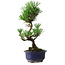 Pinus thunbergii Kotobuki, 24,5 cm, ± 10 anni