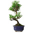 Pinus thunbergii Kotobuki, 24,5 cm, ± 10 años