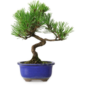 Pinus thunbergii Kotobuki, 19,5 cm, ± 10 ans