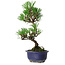 Pinus thunbergii Kotobuki, 24,5 cm, ± 10 ans