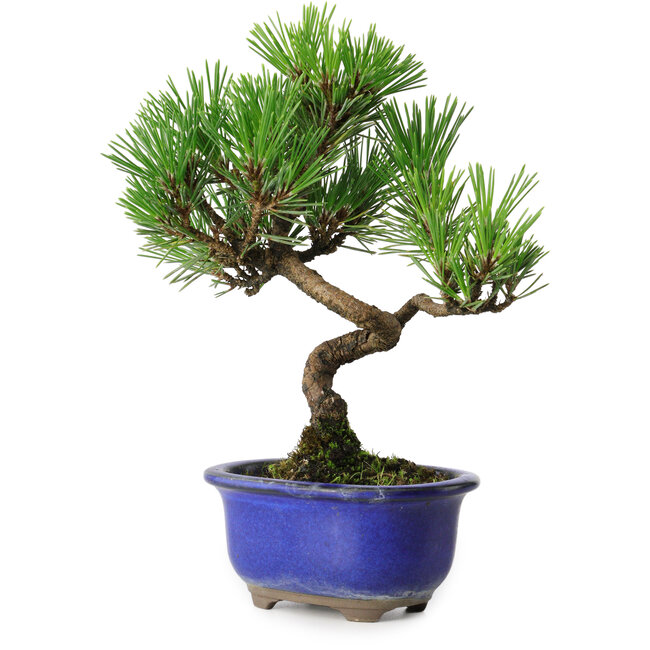 Pinus thunbergii Kotobuki, 19,5 cm, ± 10 años