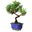 Pinus thunbergii Kotobuki, 19,5 cm, ± 10 years old