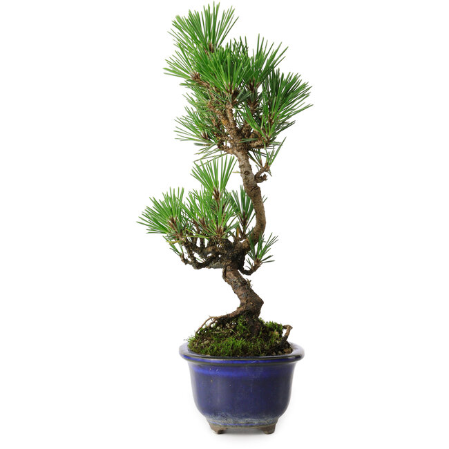 Pinus thunbergii Kotobuki, 24,5 cm, ± 10 anni