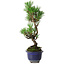 Pinus thunbergii Kotobuki, 24,5 cm, ± 10 años