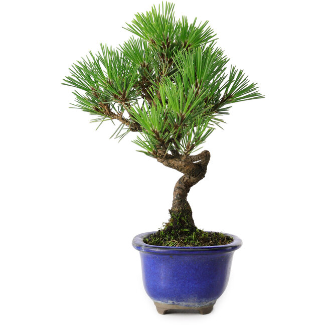 Pinus thunbergii Kotobuki, 19,5 cm, ± 10 anni