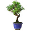 Pinus thunbergii Kotobuki, 19,5 cm, ± 10 ans
