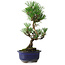 Pinus thunbergii Kotobuki, 24,5 cm, ± 10 ans