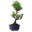 Pinus thunbergii Kotobuki, 24,5 cm, ± 10 jaar oud