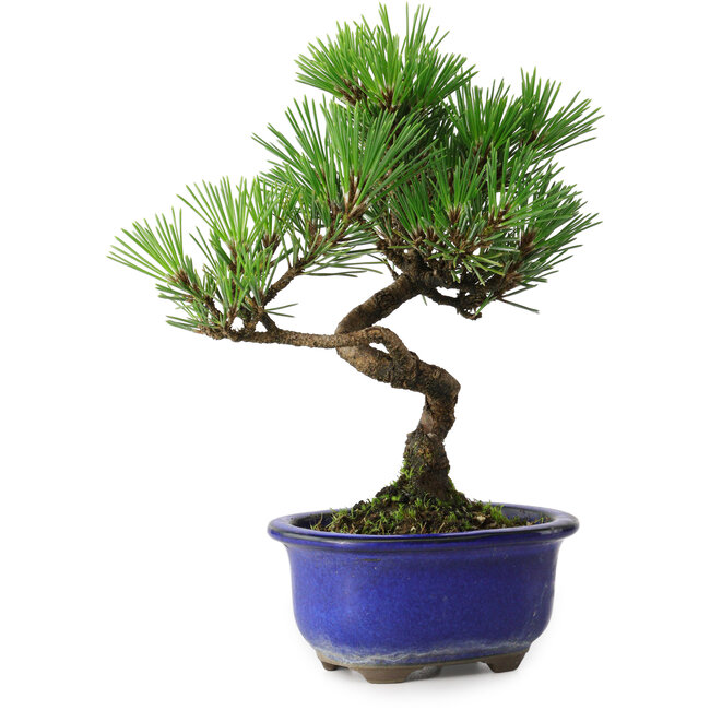 Pinus thunbergii Kotobuki, 19,5 cm, ± 10 Jahre alt