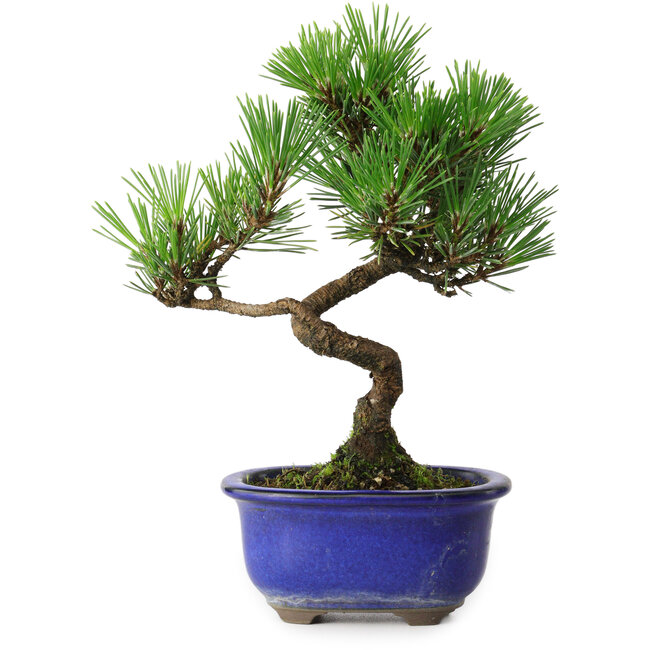 Pinus thunbergii Kotobuki, 19,5 cm, ± 10 Jahre alt